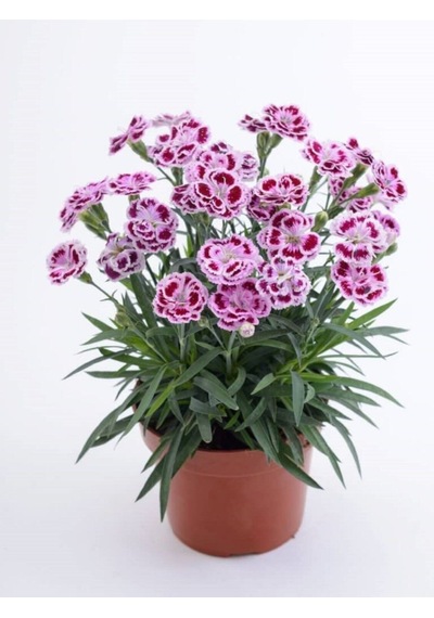 Gardenbox Karanfil Çiçeği 13 Cm Saksıda Ev Bitkisi Ofis Bitki Bahçe Bitkisi