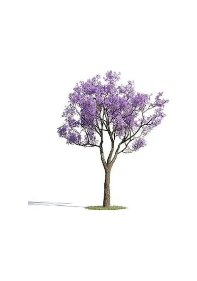 Jakaranda Ağacı Tohumu 10 Tohum Jacaranda + Tohumu