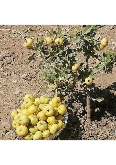 Tüplü Aşılı İri Meyveli Sarı Alıç Fidanı 60-100 Cm