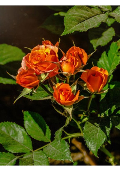 Mumyalı Turuncu Gül Fidanı 40-80 Cm 4 Mevsim Dikilir Mummy Orange Rose Sapling