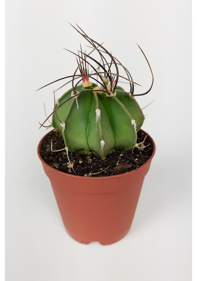 4 Lü Astrophytum Özel Tür Kaktüs Seti 5.5 Cm Saksıda