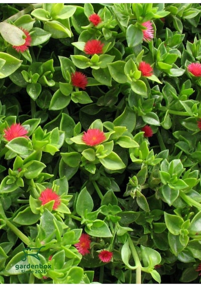 Yayılıcı Pembe Buz Çiçeği 5 Adet Saksılı 10-20cm Delosperma