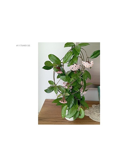 Mum Çiçeği Fidanı Beyaz 10-20 Cm