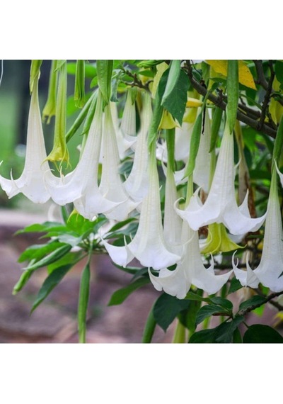 Angel Trumpet Çiçeği Tohumu Melek Borazanı Çiçeği Tohumu Eklm Seti 5 Adet Tohum+ Saksı + Toprak