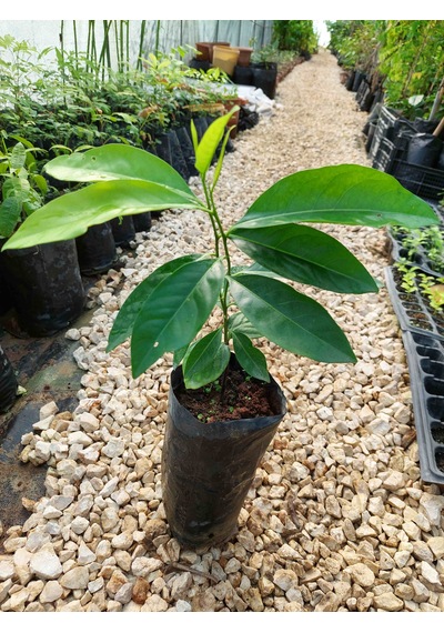 Black Sapote Fidanı 2 Yaş 15-20 Cm