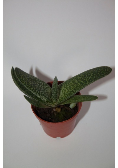 Gasteria Pillansii Sukulent Tekli 5,5 Cm Saksıda