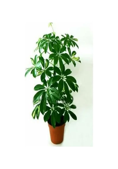Videolu Tek Dal Yeni Iş Hediyesi Yeşil Şeflera Çiçeği 40-80 Cm Saksılı Iç Mekan Bitki Schefflera