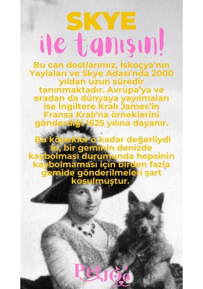 Petjoo 6.Skye Pembe-Sarı Qr'lı Köpek Künyesi