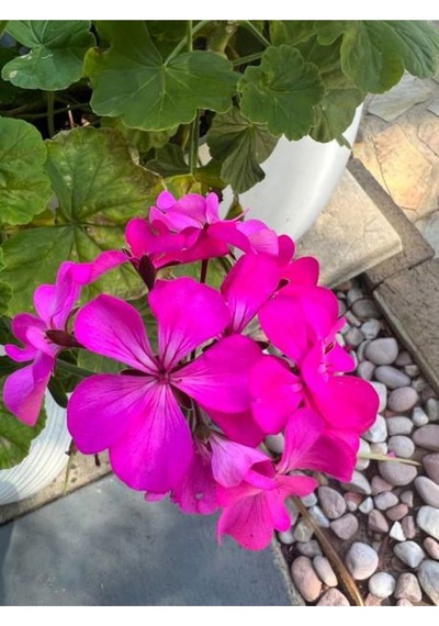 Mor Pembe 2 Adet Karışık Renk Özel Set Sardunya Fidesi 15-30cm Saksılı Geranium