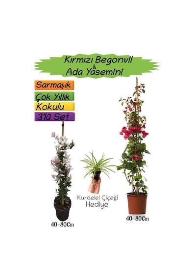 Kırmızı Renk Begonvil+kokulu Ada Yasemini+kurdele Çiçeği 3'lü Peyzaj Seti