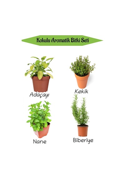 Aromatik Kokulu Mutfak Seti Adaçayı+kekik+nane+biberiye Fidesi 4 Adet