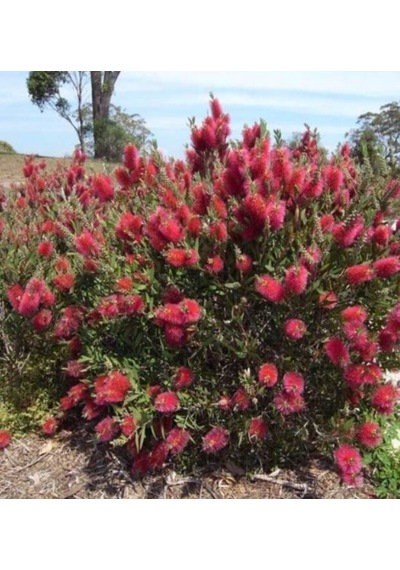 Fırça Çalısı Callistemon Laevis 5 Adet