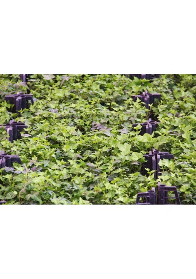 Küçük Yapraklı Hedera Sarmaşık 10 Adet N11.21341