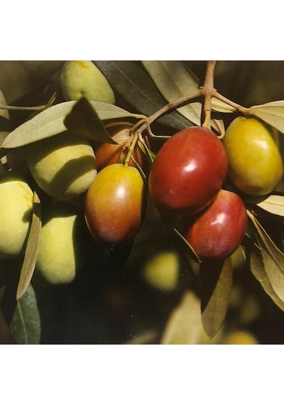Tüplü Aşılı İri Meyveli Sarı Ulak Zeytin Fidanı