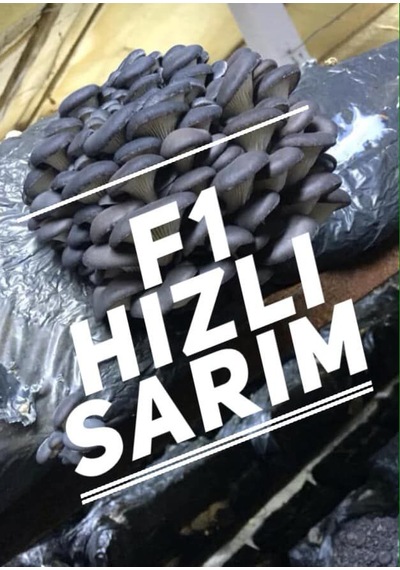 1 Adet 6 L 3 KG İstiridye Mantarı Kompostu N115519