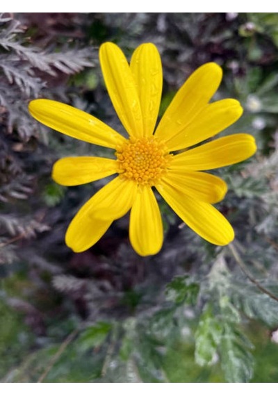 Sarı Çalı Papatyası 25-40 Cm Saksılı Çiçekli Bodur Bitkiler Euryops Pectinatus