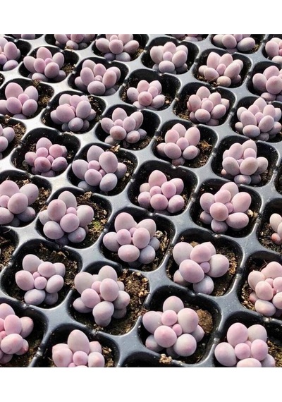 10 Adet New Pachyphytum Tangyuan Tohumu