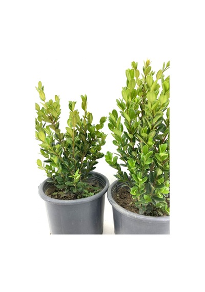Şimşir 25-30 Cm-2 Adet