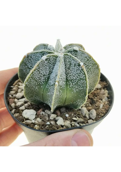 10 Adet Tohum İthal Çin Astrophytum Myriostigma Kaktüs Tohumu Saksı Toprak Hediyeli 01