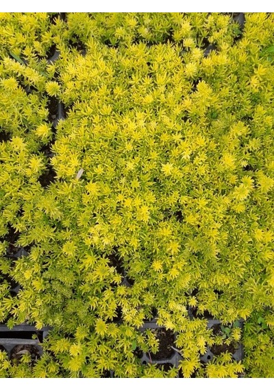 Sarı Sedum 5 Adet - Yer Örtücü Çok Yıllık Bitki