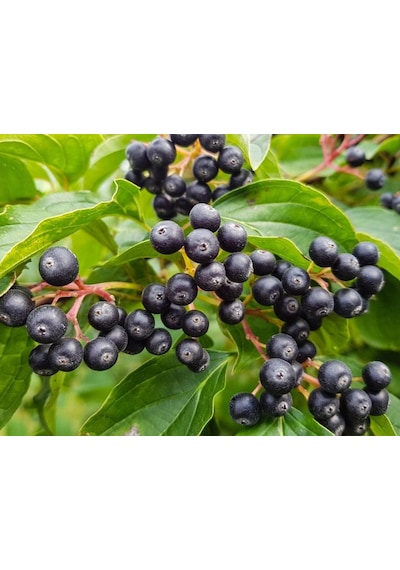 Aronia Aronya Ağacı Meyveli Fidanı Tüplü