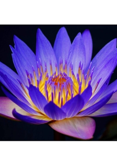 Mavi Lotus Çiçeği Tohumu & Nelumbo Tropikal Çiçek Tohumları 2 Adet Tohum