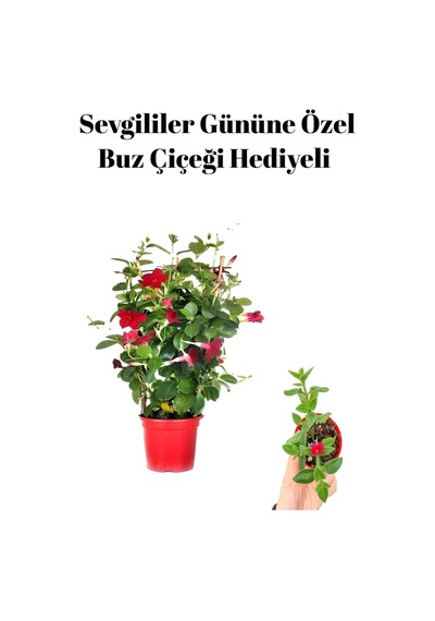 Kadınlar Gününe Özel Kokulu Kırmızı Renk Sarmaşık Mandevilla Buz Çiçeği Hediyeli