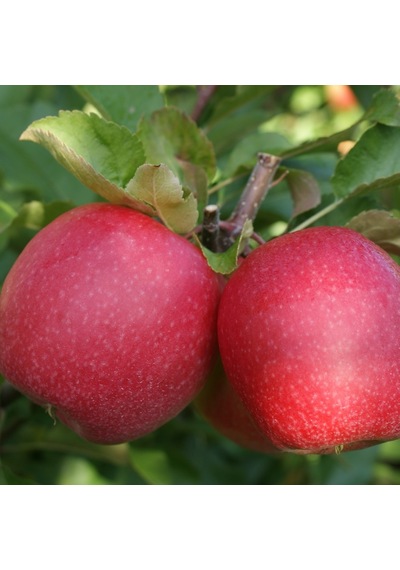 Pink Lady Elma Fidanı Aşılı - 2 Yaş Açık Köklü  80-100 Cm