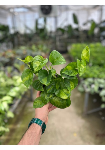 Epipremnum 'global Green' Salon Sarmaşığı