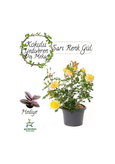 Formlu Sarı Renk Bahçe Gülü Çiçeği Saksıda 1 Adet 30-50cm+ Para Çiçeği