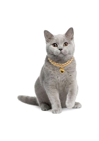 Markapet Kedi Ve Köpek Lüx Zincir Kolye 25-30 Cm Medium Gold