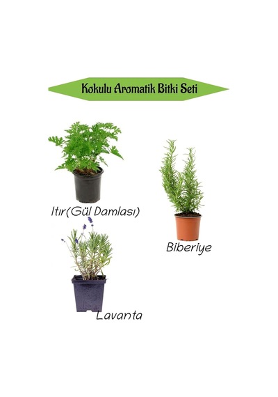 Aromatik Kokulu Mutfak Seti Itır Çiçeği+biberiye Fidanı+lavanta Fidesi 3 Adet, Bts010na0809 Çok Renkli