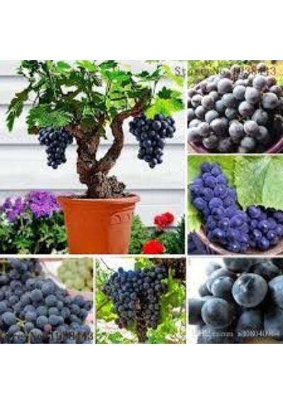 50 Adet Tohum Organik Hobi Bahçe Siyah Üzüm Bonsai Ağaç Tohumu