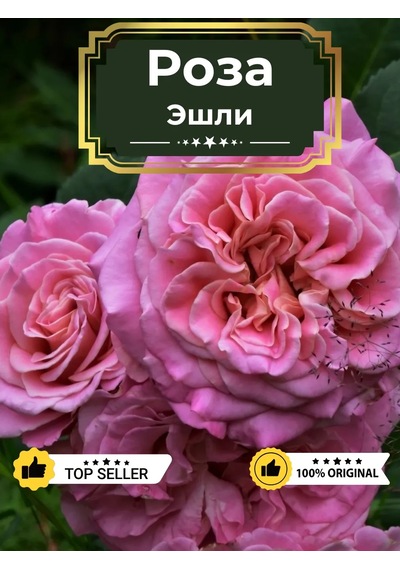 Dream Roses Ashley Gülü Fidanı 146361428