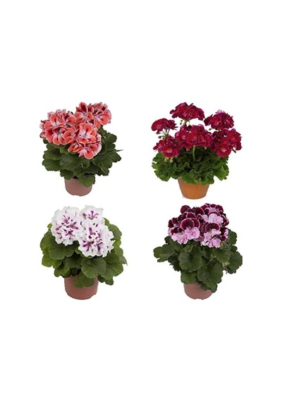Sardunya Çiçeği Fidesi Fidanı 10-20 Cm 3 Adet