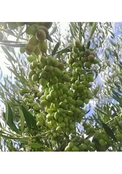 Bol Meyveli 4 Yaş Çok Verimli Koroneiki Zeytin Fidanı Boy 120-150 Cm