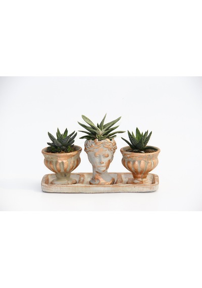 Trio Helen Orange Sukulent Seti - Haworthia Pumila. Gasteria