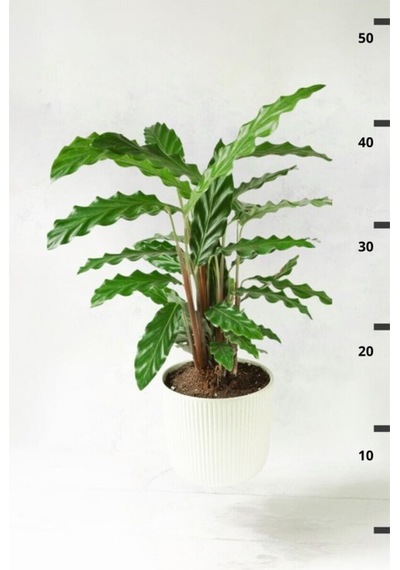 Calathea Rufibarba Wavestar - Kalatya Dua Çiçeği 10-20 Cm