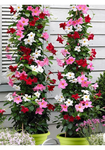 Karışık Renkli Mandevilla Pembe-kırmızı-beyaz 30 60 Cm Bol Çiçekli Sarmaşık Bitki