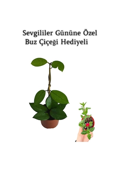 Sevgililer Gününe Özel Beyaz Renk Hoya-mum Çiçeği Buz Çiçeği Hediyeli