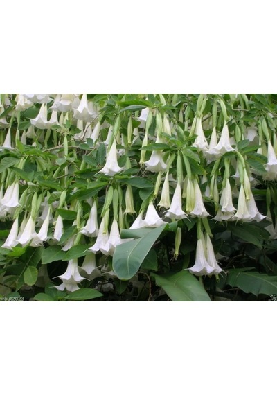 Beyaz Angel Trumpet Tohumu 3 Tohum Meleklerin Borozanı +