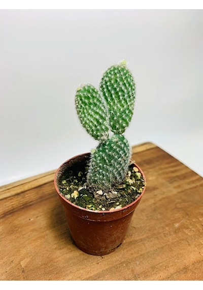 Opuntia Microdasys Tavşan Kaktüs