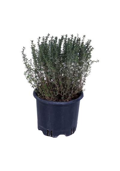 Aromatik Dağ Kekik Fidesi 1 Adet Zahter 30-40 Cm Çok Renkli