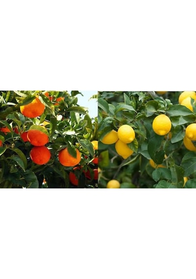 Tüplü Aşılı Yediveren Mayer Limon + Kokulu King Mandalina Fidanı