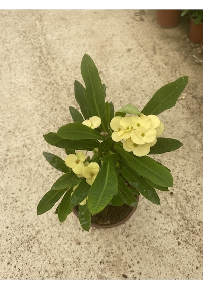 Sarı Milli Dikenler Tacı Çiçekli Kaktüs 1 Adet Saksılı 20-40 Cm Euphorbia