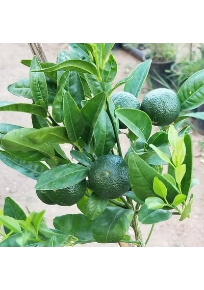 3 Yaş Aşılı Nova Mandalina Fidanı. Torbada