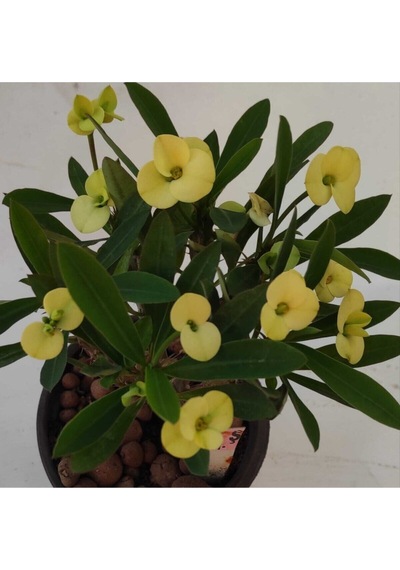 Videolu Milli Dikenler Tacı 25 35 Cm Saksılı Kaktüs Euphorbia