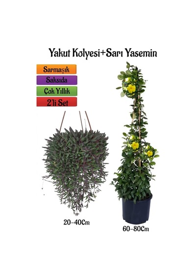 Altın Yakut Kolyesi Çiçeği Askılı Saksıda+sarı Yasemin Çiçeği Fidanı 2'li Bahçe Seti