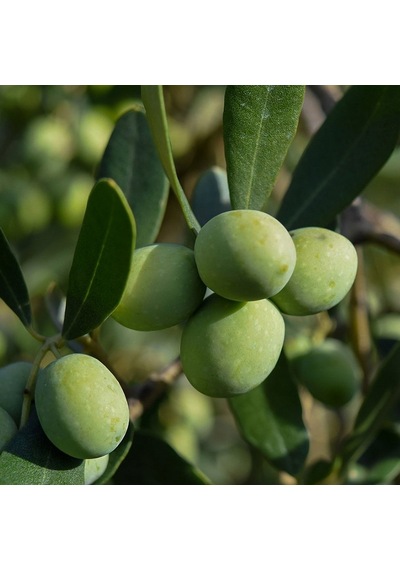 Tüplü Gemlik Tirilye Zeytin Fidanı