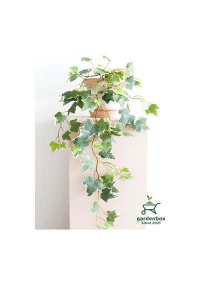 Alacalı Hedera Helix Sarmaşık 1 Adet Saksılı 30-60cm